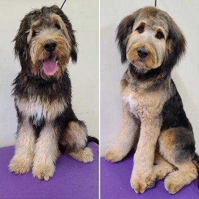 First big boy haircut! Bernadoodle puppy