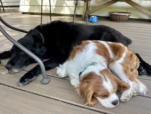 Chill time after their busy days at Playtime Pet Resort.