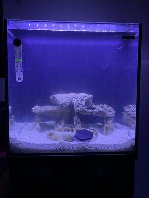 Acclimating my first very saltwater 24 gallon tank.