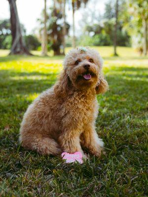 my dog before grooming