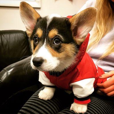 Lhotse the adorable corgi pup!