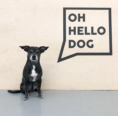 One of our shop dogs (and internal accountant), Andy