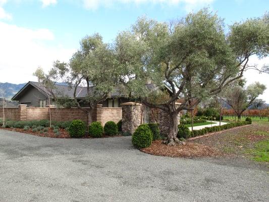 New entry way with 75 year old olives newly planted in Calistoga