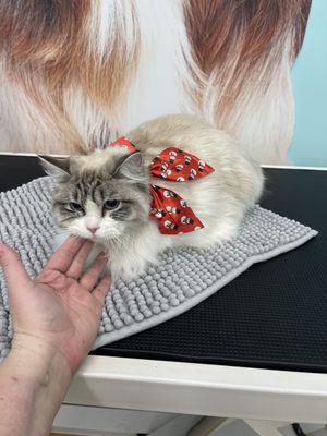 Bath and brush on a ragdoll kitty