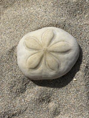 Sand dollar in the USVI