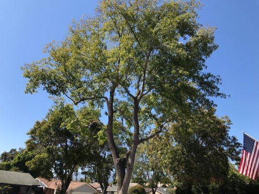 A well trimmed out tree!!