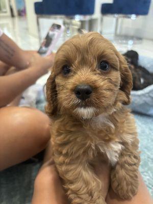 Cavapoo