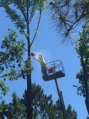 Cutting down trees after a storm!