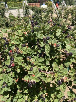 olallie black berries