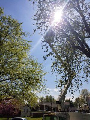 Tree trimming from a bucket.