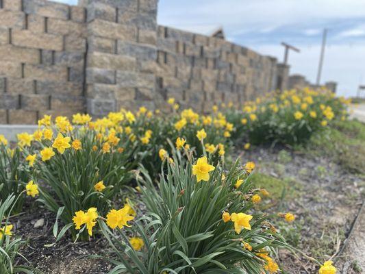 Flowers in the gardens