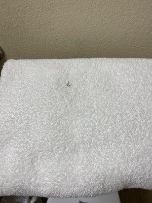 Bug on the fresh towel