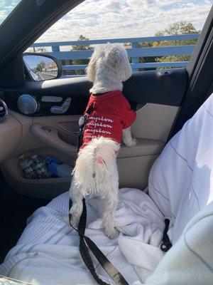 My dog Aspen enjoying our New Benz