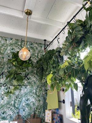 Hanging plants