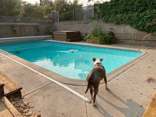 This is the old pool prior to the rip and replace, dog wasn't keen on stepping in.