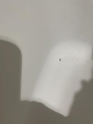 Bug in the tub