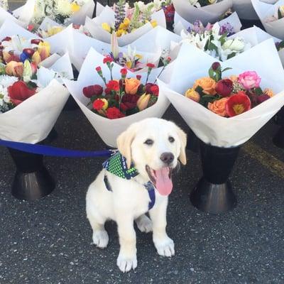 Looking at the bouquets of flowers!