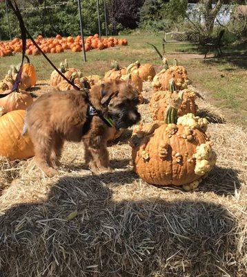 Pumpkins