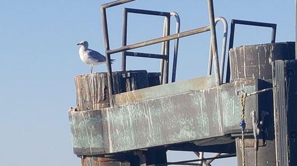 Seagull to my left from car deck on MV Kitsap. Guess it's the 0750 run, not 0815. (7/30/22)