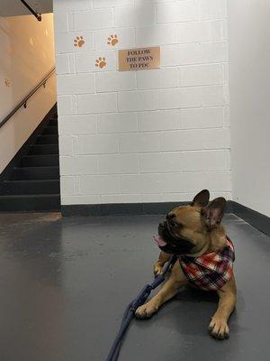 Potato leaving PDC after his bath with a cute bandana from his groomer!