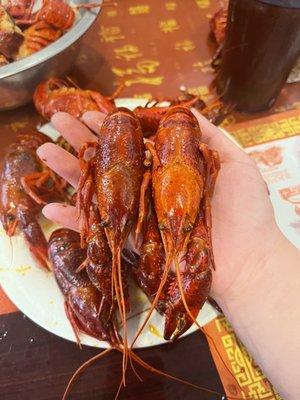 Crawfish are huge