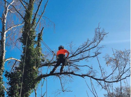 Tree removal services near me