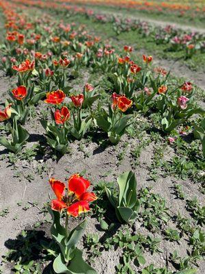 Tulip field