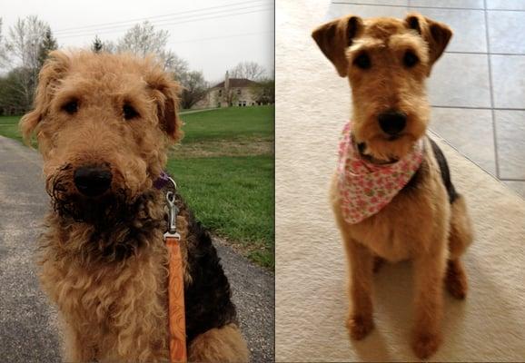 Bailey before and after her trip to Dog In Suds!