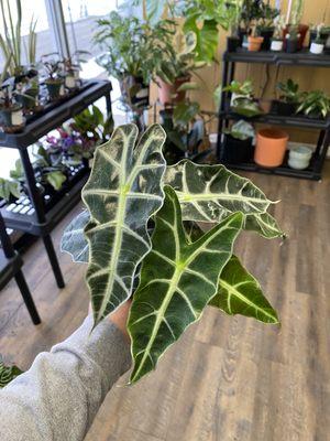 Alocasia Polly