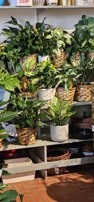 We carry a large selection of plants.