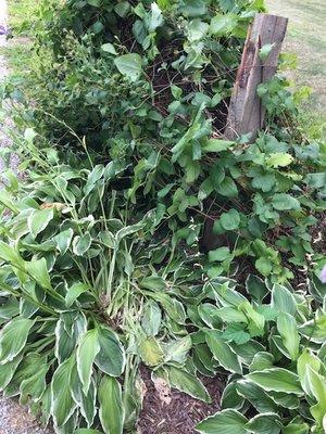 Our destroyed flower and flower bed by the Marengo disposal garbage person.