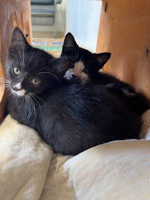 kittens cuddling in the kitten room!