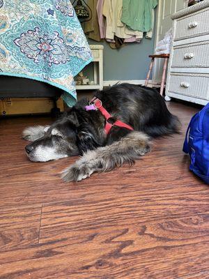 Isis taking a nap on the floor of the Blue Room.