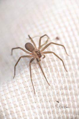 Brown Recluse