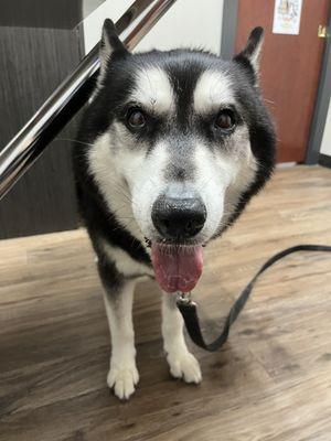 Oreo at the vet clinic