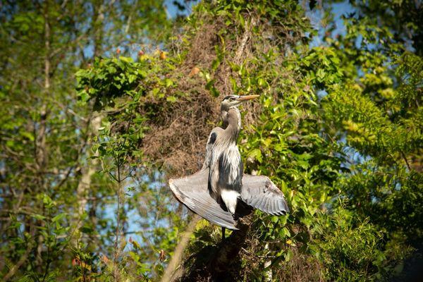 Heron in a striking posture