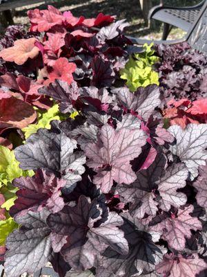 Coral bells are a perennial favorite for any garden- sun or shade!