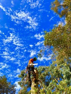 LARGE TREE REMOVAL.  Rope work involved in order to safely lower the tree down safely without damaging or compromising the property.