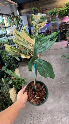 Philodendron Florida beauty