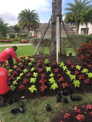 Beautiful landscape design and maintenance project completed in Naples, FL