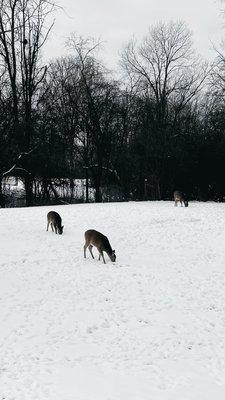 Deer in a backyard