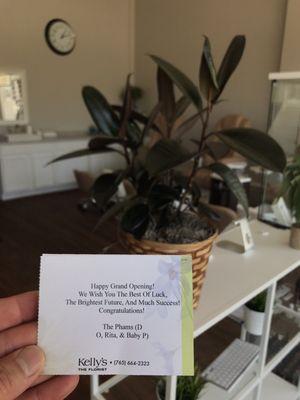 Not the money tree I ordered and was not contacted about any discrepancies.