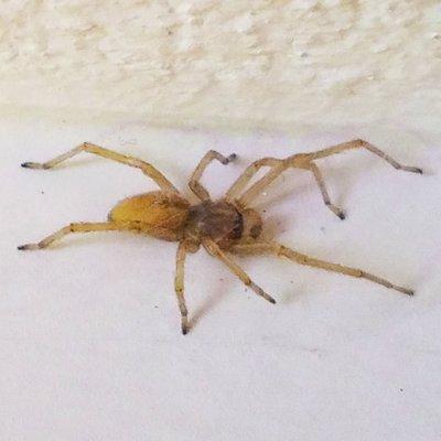 Yellow Sac Spider