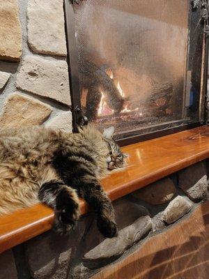 Cat by the fireplace