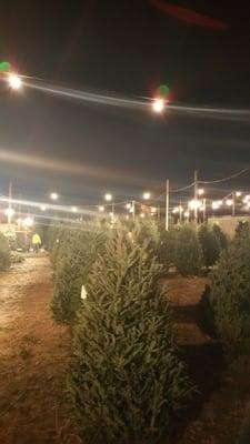 Colorado' largest selection of live Christmas trees