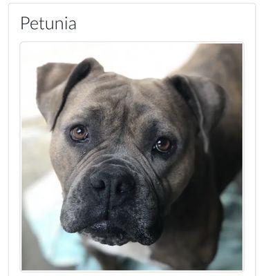 Petunia- 4yo brindle bulldog pit