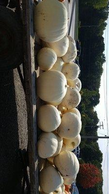 Large variety of white pumpkins which are really cool