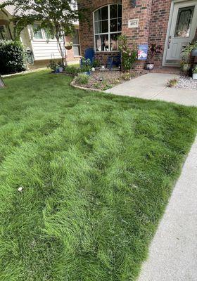 Sod after settling in. Pebble areas for sitting area and plants.