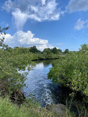 Beautiful mangrove waterways..