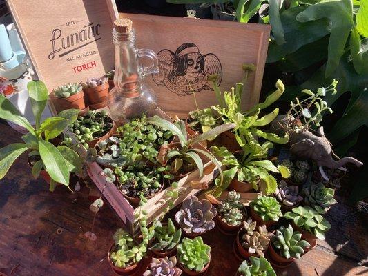 Succulents &  Carnivorous plants,